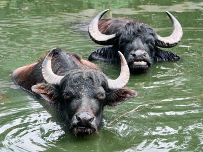 Waterbuffel - De Zonnegloed - Dierenpark - Dieren opvangcentrum - Sanctuary